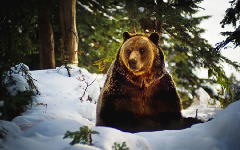 kartinki24_ru_bears_86